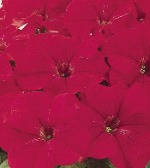 Петуния грандифлора Фестивал Скарлет